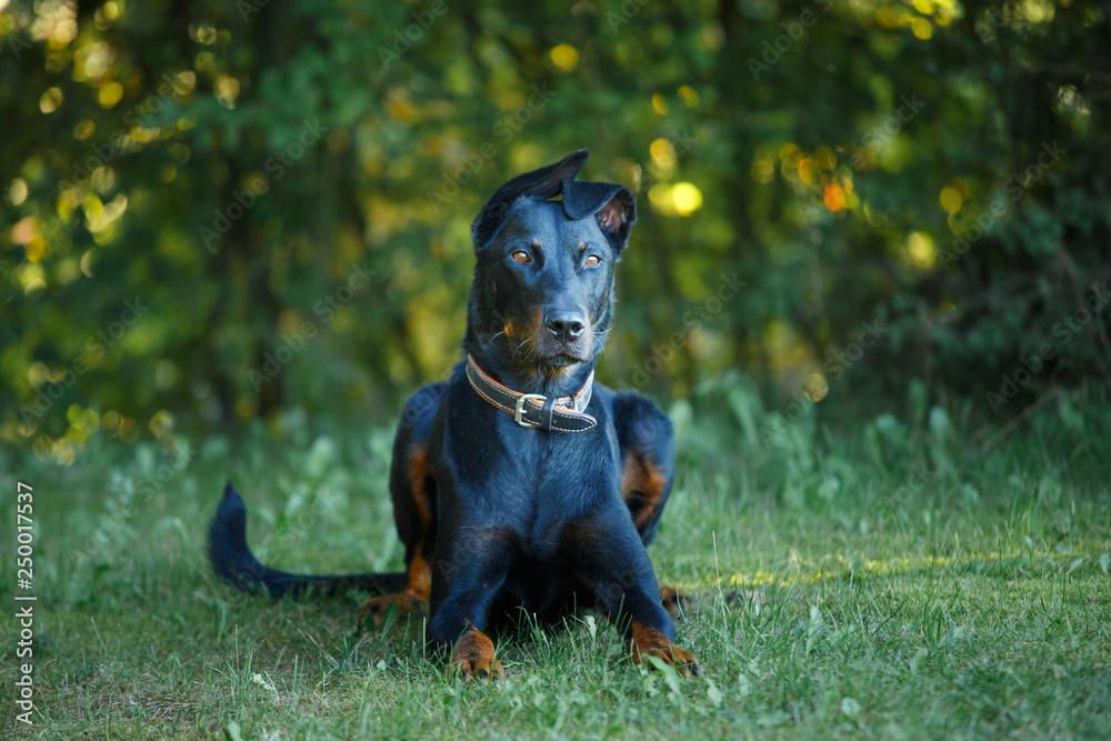 black and tan Doberman pintcher laying outside black and tan Doberman pintcher laying outside