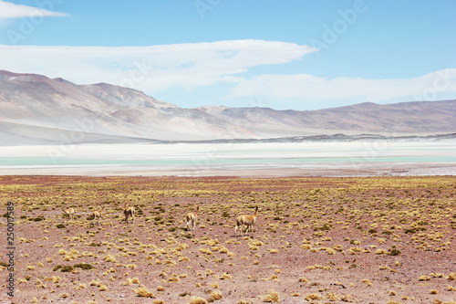 Alpaca Picture Atacama Desert Chile
