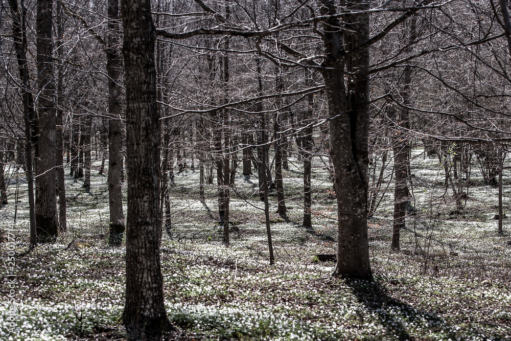 Obraz premium trees in the forest