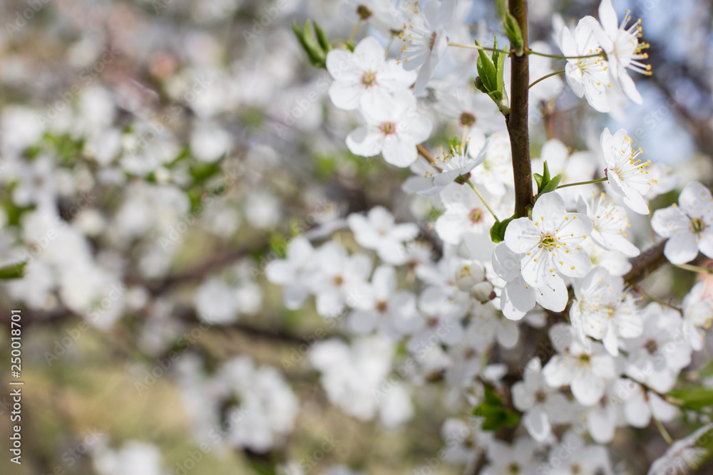Beautiful blooming cherry blossoms close up. Beautiful blooming cherry blossoms close up.