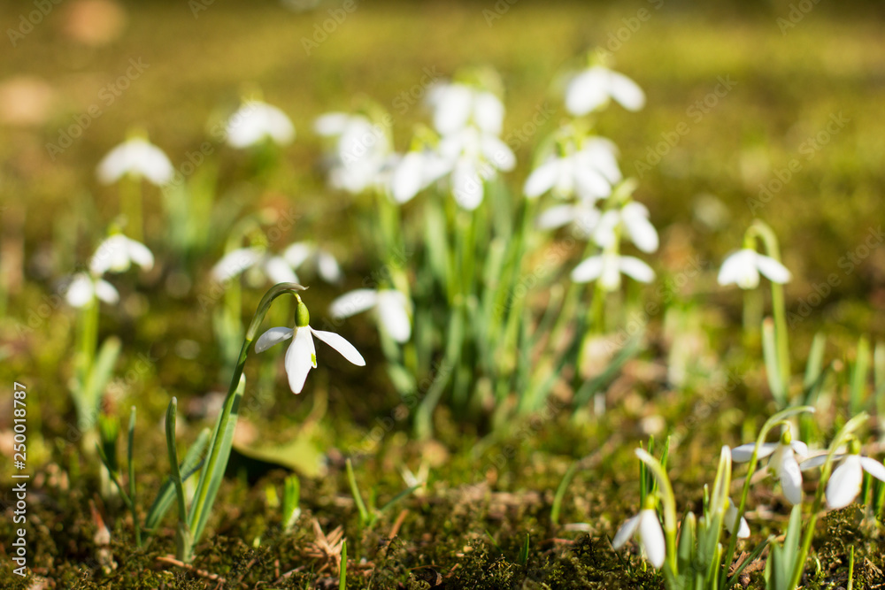 Fototapeta premium Beautiful spring flowers, fresh growing snowdrops