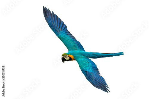 Blue and gold macaw flying isolated on white background