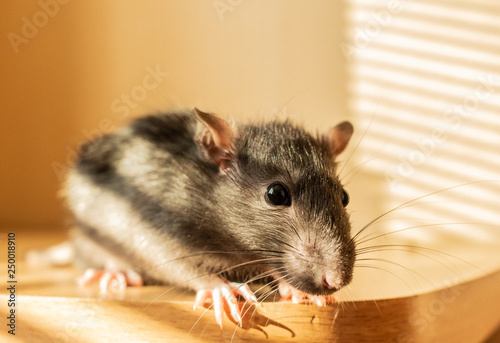 domestic rat on the table