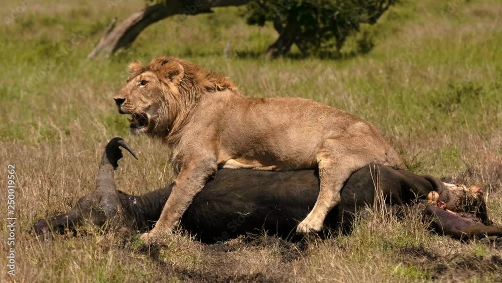 East african lion protecting his cape buffalo prey East african lion protecting his cape buffalo prey