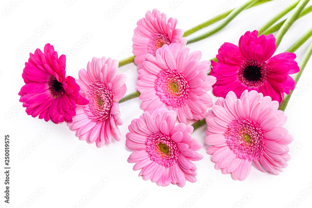 Gerbera flowers. Bouquet of pink flowers on a white background. Isolate on white background