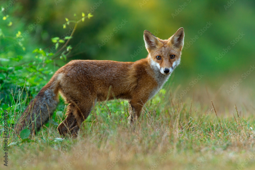 Rotfuchs - Vulpes vulpes Rotfuchs - Vulpes vulpes