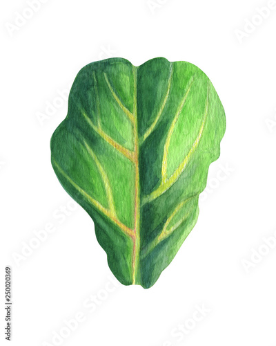 Leaf of a fig isolated on a white background. Watercolor Hand painted botanical illustration exotic greenery branch. For design textiles  print or background