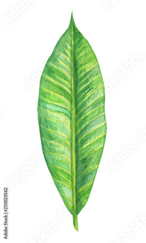 Leaf of tropical flower plumeria. Watercolor Hand painted botanical illustration exotic greenery branch. For design textiles  print or background