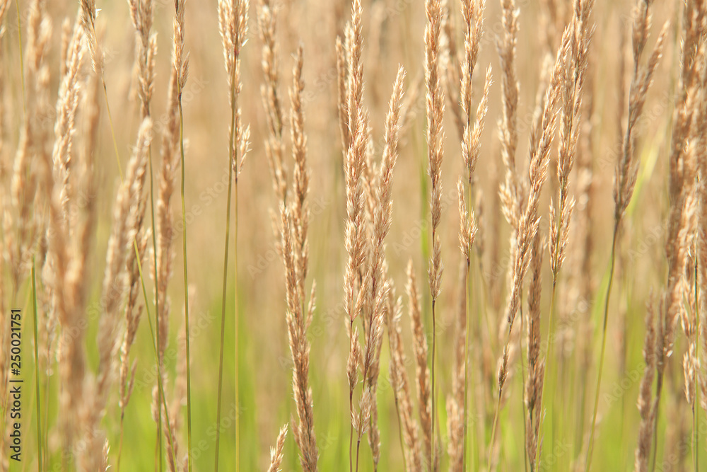 grass with panicles on a summer sunny meadow