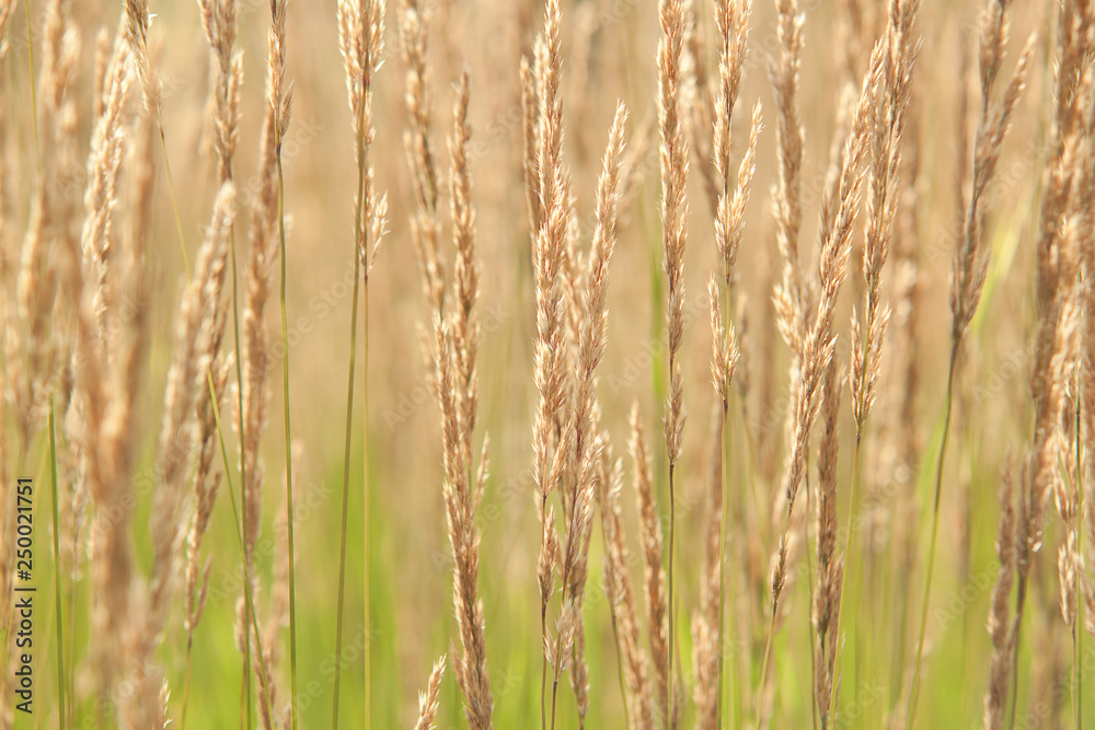 grass with panicles on a summer sunny meadow grass with panicles on a summer sunny meadow