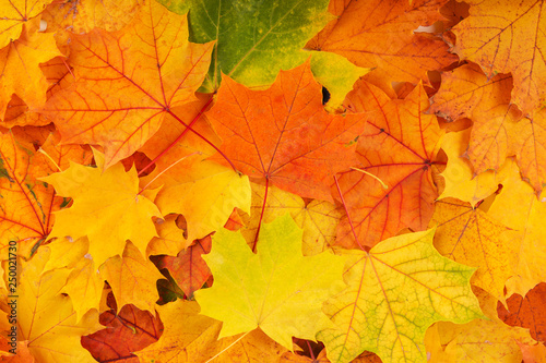 Autumn colorful leaves. Red  orange and green autumn leaves.