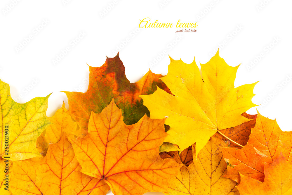 Εκτύπωση καμβά Autumn colorful leaves. Red, orange and green autumn leaves.