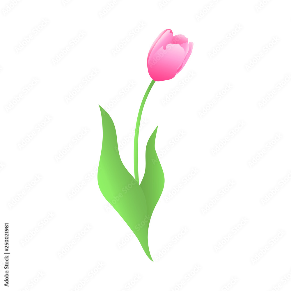 Tulip Tulip