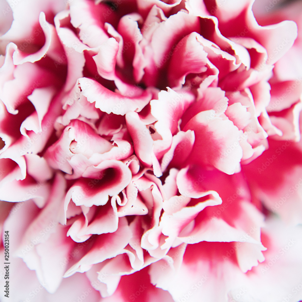 Pink petals of flower. Background. Defocused. Pink petals of flower. Background. Defocused.