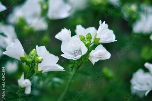 White blooming Musk Mallow in the garden photo