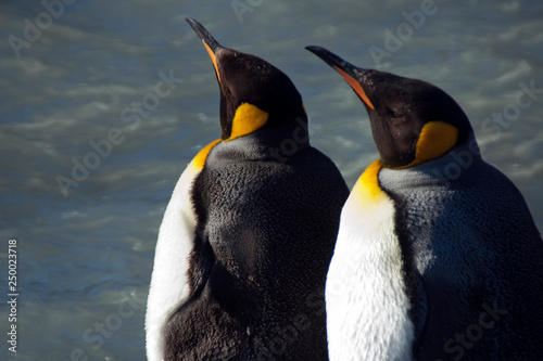 Fortuna Bay South Georgia Islands  profile of two adult king penguins