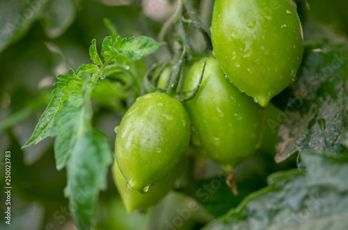 Organic green cherry tomatoes growing in greenhouse