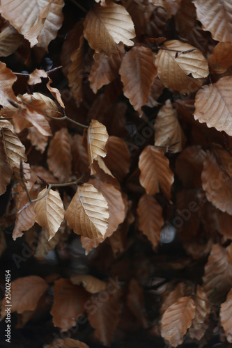 Autumn leafs texture