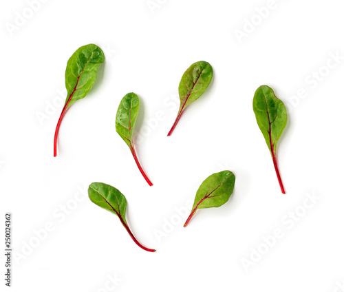 Set of fresh green chard leaves or mangold salad leaves on white background. Flat lay or top view fresh baby beet leaves, isolated on white background with clipping path.