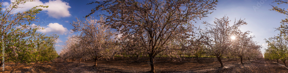 almond trees blooming in a moshav in southern Israel almond trees blooming in a moshav in southern Israel