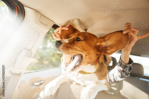 Image of woman playing around with her funny pedigree puppy, while riding in car © Drobot Dean