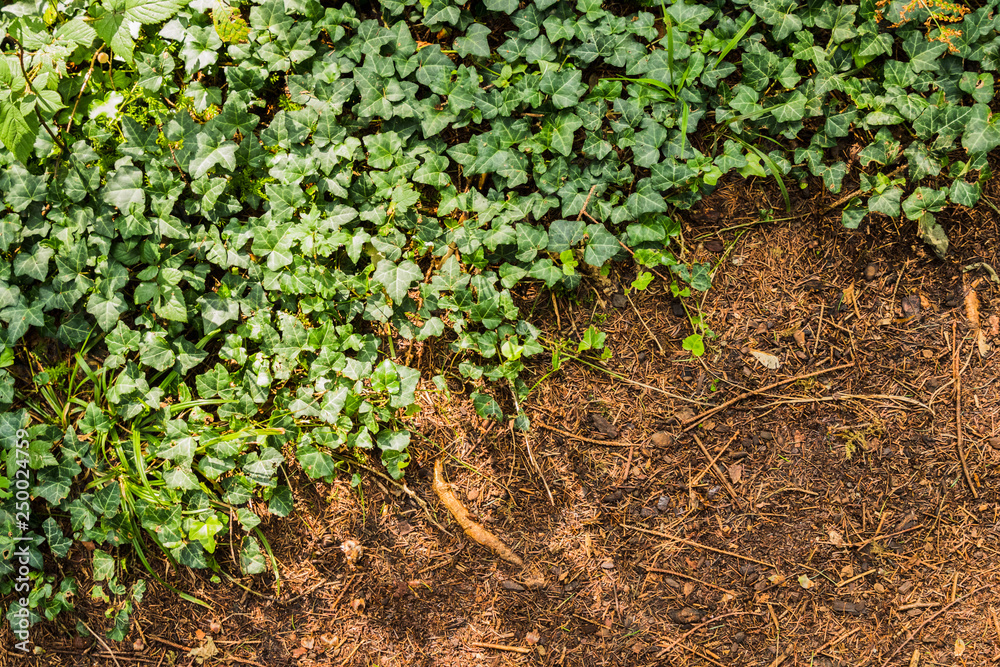 Natural pattern background of green plants Natural pattern background of green plants
