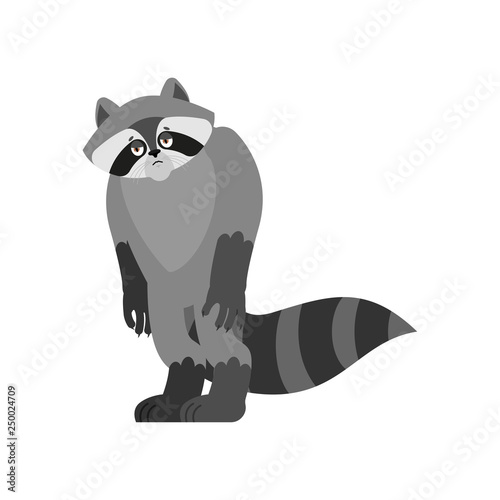 Raccoon sad. Racoon sorrowful emotions. Coon dull. Vector illustration