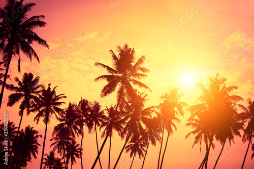 Fototapeta Naklejka Na Ścianę i Meble -  Tropical shore. Sunset beach palm tree silhouettes and sun down.