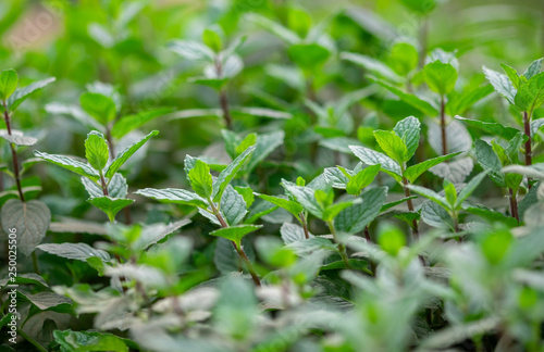 Wild Peppermint (Mentha piperita, also known as Mentha balsamea Wild) grown at greenhouse Peppermint