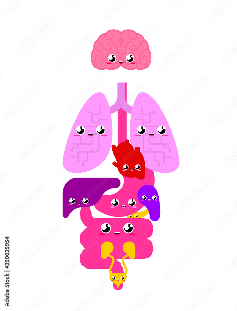 Cute Human anatomy organs Internal. cartoon style Systems of man body and  organs. medical systems. kids character. Childrens style Stock Vector |  Adobe Stock