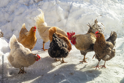 Cock with hen on farm in winter