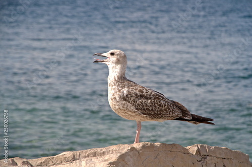 Sea gull sitting on the rocks by the sea. Close-up © Elvira