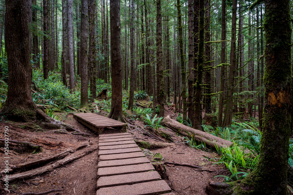 wooden path in the forest wooden path in the forest