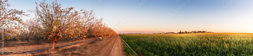 almond trees blooming in a moshav in southern Israel
