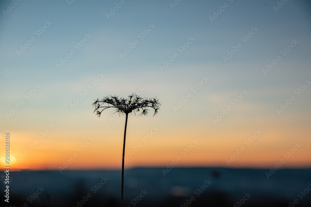 Fototapeta premium silhouette of a single yarrow after sunset