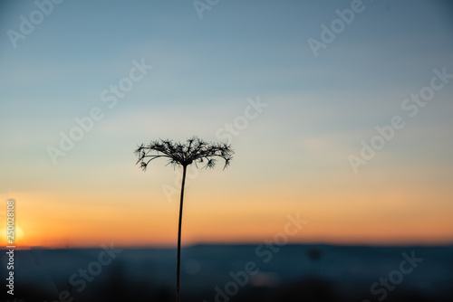silhouette of a single yarrow after sunset
