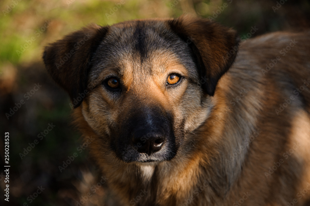 Cute brown ginger homeless dog looking at camera Cute brown ginger homeless dog looking at camera