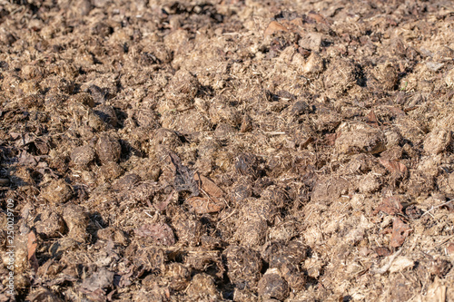 Cow dung compost laying under a warm sun light