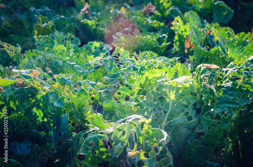 Cabbage leaves eaten by slugs  parasite spoils the harvest