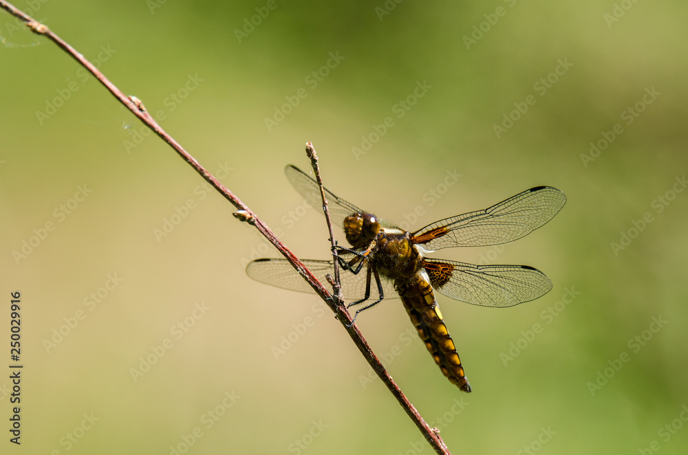 DRAGONFLY - An insect flying in a meadow DRAGONFLY - An insect flying in a meadow
