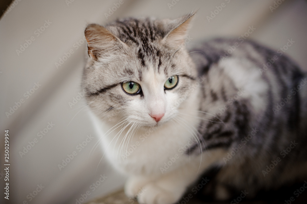 Cute gray and white cat with the light green eyes sitting on the wooden board and looking away