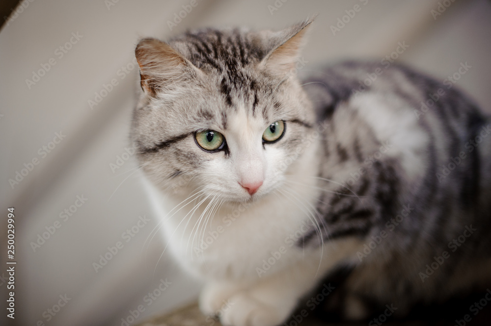 Cute gray and white cat with the light green eyes sitting on the wooden board and looking away Cute gray and white cat with the light green eyes sitting on the wooden board and looking away