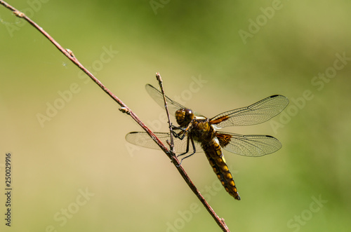DRAGONFLY - An insect flying in a meadow