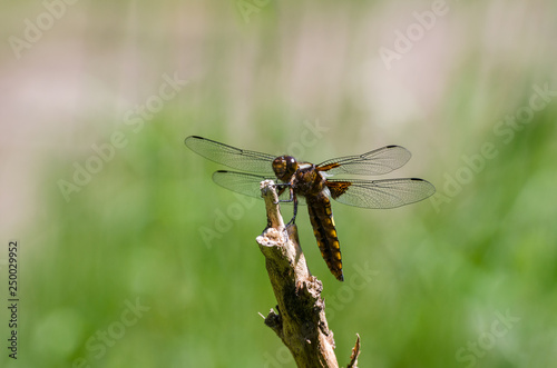 DRAGONFLY - An insect flying in a meadow