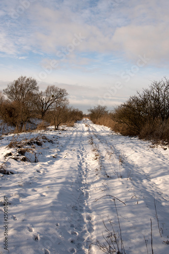 Snow-covered field tracks of animals