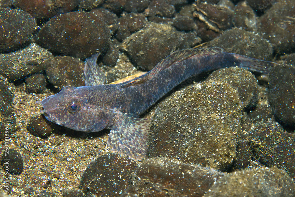 Freshwater fish Tubenose goby (Proterorhinus marmoratus) in the ...