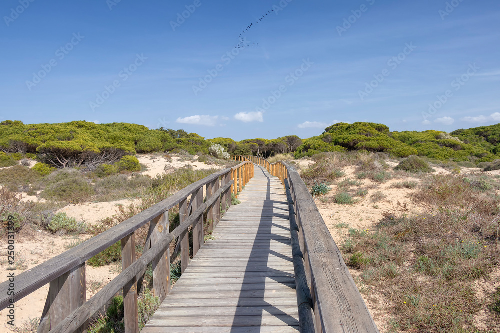 Fototapeta premium Wooden pathway over dunes and pines at beach in Punta Umbria, Huelva. Los Enebrales beach