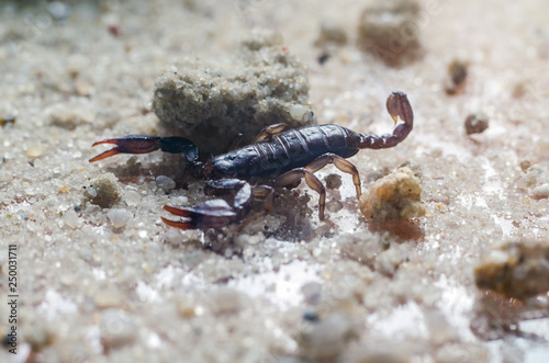 Scorpion creeps on the sand close up © andrei310