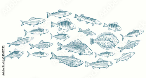 Hand sketched fish vector illustration. Underwater life banner for restaurant menu. Underwater seafood, ocean food sketch