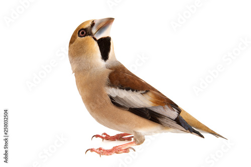 Obraz na plátně Hawfinch, Coccothraustes coccothraustes, isolated on white background